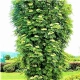 JARZĘBINA kulista szczepiona na pniu biało-różowa - sadzonki 160 / 180 cm